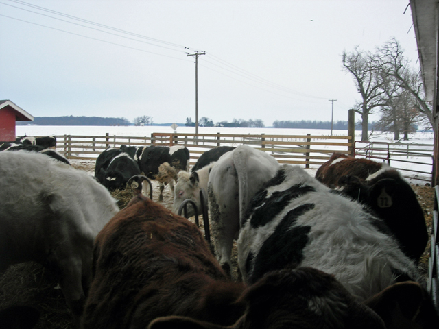 Steers in the feedlot