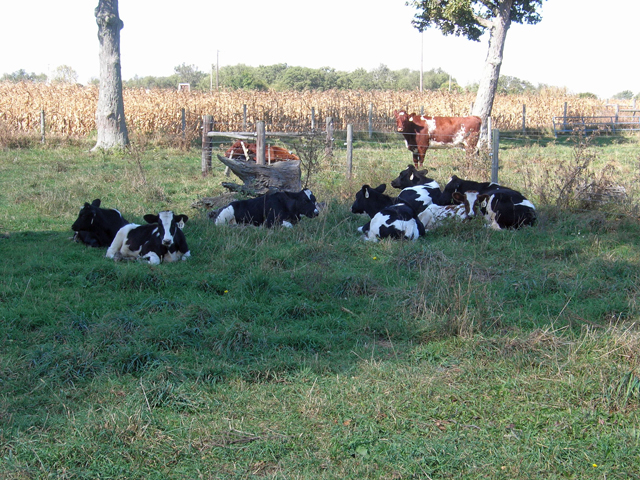 Feeder calves in the pasture