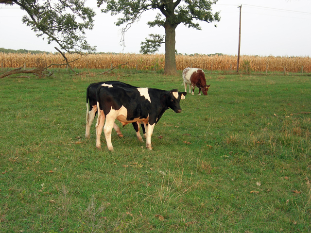 Feeder calves in the pasture