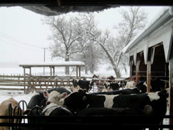 Steers in the feedlot on a winter day